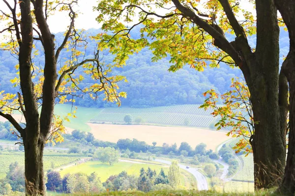 Vignobles près de Castell en Basse-Franconie — Photo