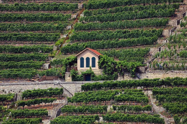 ムンデルスハイム・アム・ネッカーシュトゥットガルト近郊のワイン産地 — ストック写真