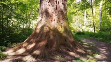 Bir video sequoia yukarı doğru döner