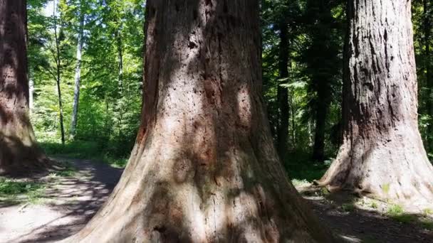 Sequoia Vídeo Girar Para Cima — Vídeo de Stock