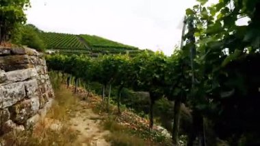 Mundelsheim Neckar Stuttgart yakınlarındaki bir şarap bölgesi