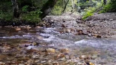 Ormanda akan dere, taşlarla dolu dere.