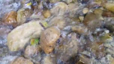 Ormanda akan dere, taşlarla dolu dere.