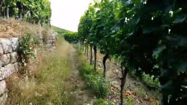 Mundelsheim am Neckar une région viticole près de Stuttgart 