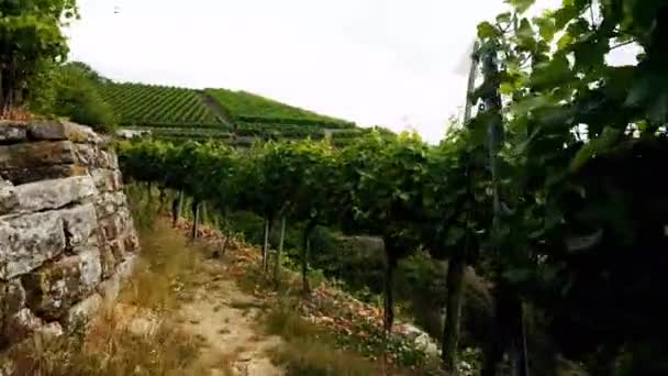 Mundelsheim Neckar Ein Weinanbaugebiet Bei Stuttgart — Stockvideo