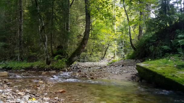 Rohanó Patak Erdőben Kövekkel Átitatott Patak — Stock videók