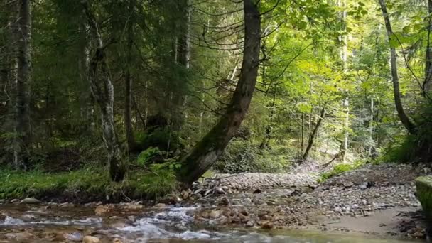 Ruisende Kreek Het Bos Gestroomlijnde Met Stenen — Stockvideo