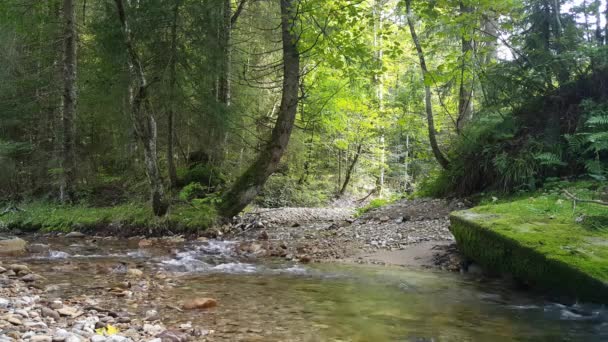 Der Rauschende Bach Wald Das Bachbett Mit Steinen — Stockvideo