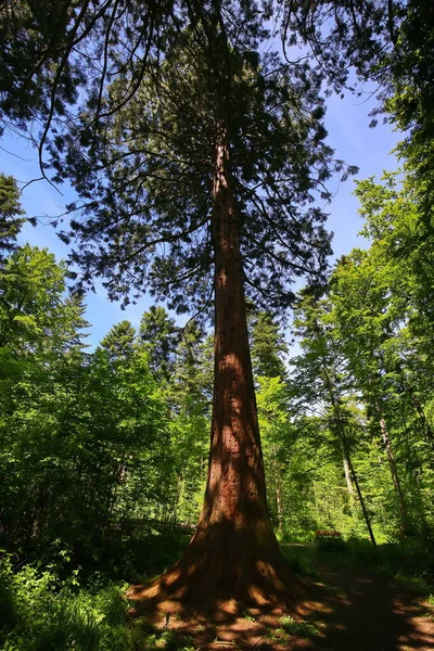 Sulz Neckar Çevresindeki Sequoia — Stok fotoğraf