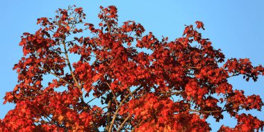 Mavi gökyüzüne karşı arkaplan olarak sonbahar renkleri