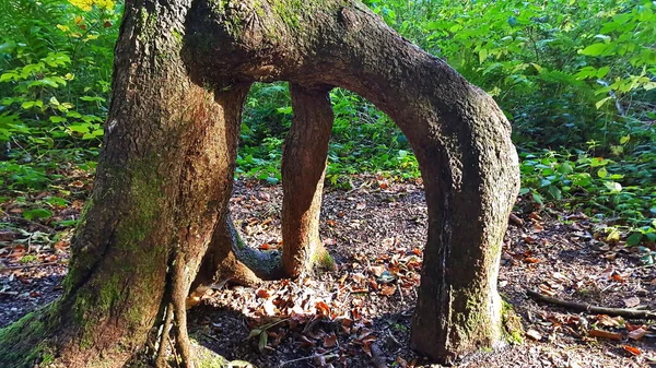 Ветвящийся Корень Дерева Лесу — стоковое фото