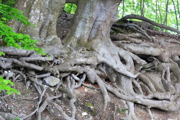 Raíz Árbol Ramificada Bosque —  Fotos de Stock