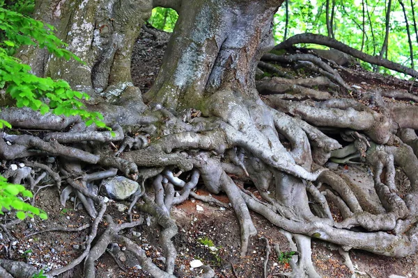 Ormanda Dallanmış Ağaç Kökü — Stok fotoğraf
