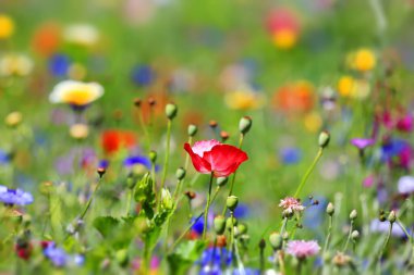 Güzel doğal renkli çiçek çayırı