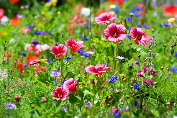 Piękne Naturalne Kolorowe Łąka Kwiat — Zdjęcie stockowe