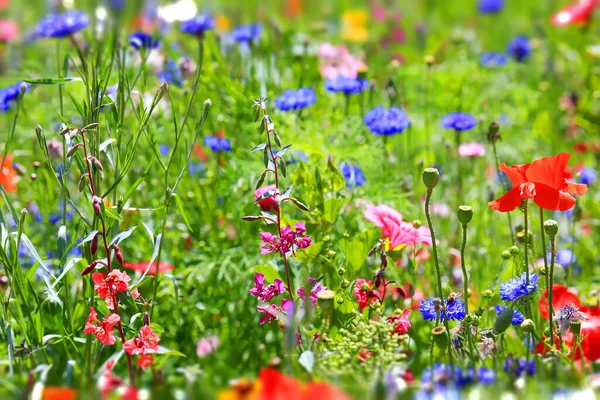 Hermoso Prado Flores Colorido Natural — Foto de Stock