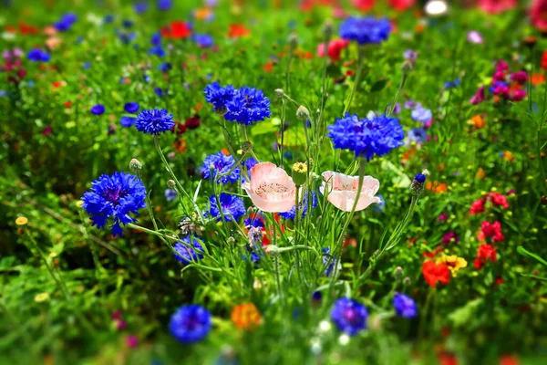 Vacker Naturlig Färgglad Blomma Äng — Stockfoto