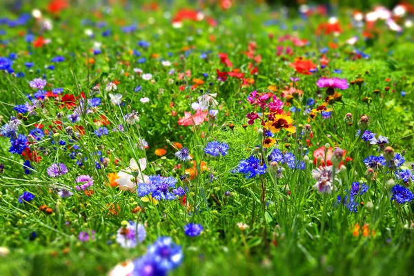 Hermoso Prado Flores Colorido Natural Imagen de stock