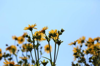 Kudüs enginarı sahada