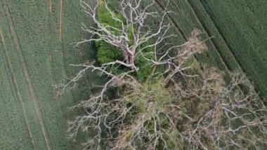 Yukarıdan gelen ölü ağaç