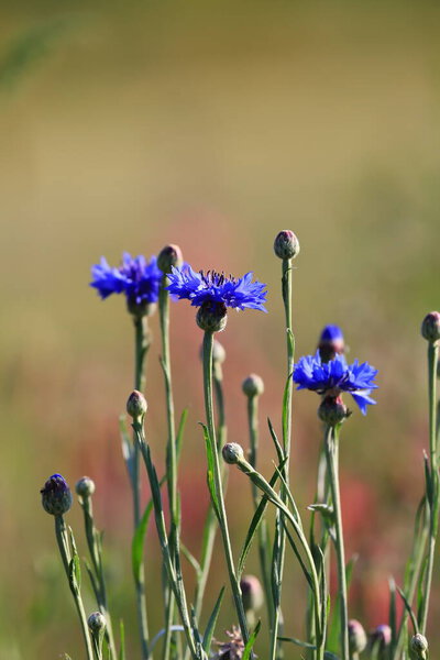 A flower meadow with various wild flowers