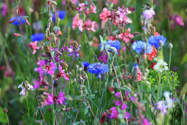 Prado Flor Com Várias Flores Selvagens — Fotografia de Stock