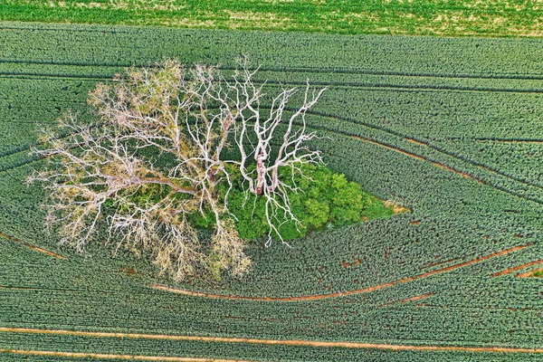 Мертве Дерево Полі Зверху — стокове фото