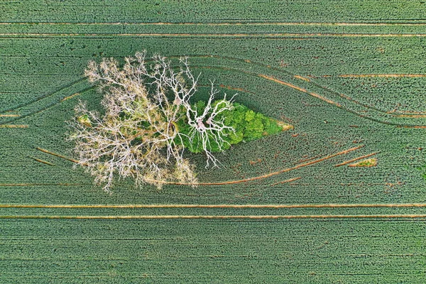 Abgestorbener Baum Von Oben — 스톡 사진