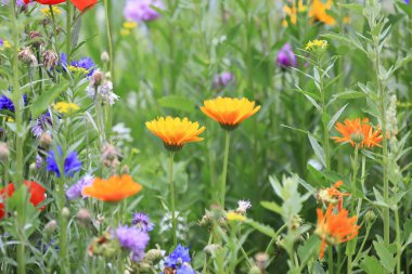 Birincil renkte renkli çiçek çayırı farklı yabani çiçeklerle yeşildir..