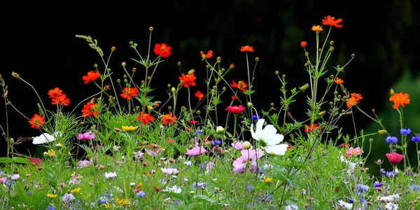 Kleurrijke Bloemenweide Primaire Kleur Groen Met Zwarte Achtergrond — Stockfoto