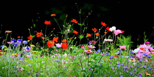 Colorful Flower Meadow Primary Color Green Black Background — Stock Photo, Image
