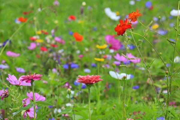 Kolorowe Łąka Kwiat Kolorze Zielonym Różnych Dzikich Kwiatów — Zdjęcie stockowe