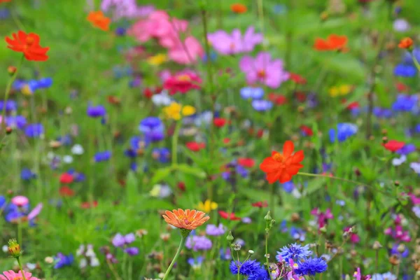 Kleurrijke Bloemenweide Primaire Kleur Groen Met Verschillende Wilde Bloemen — Stockfoto