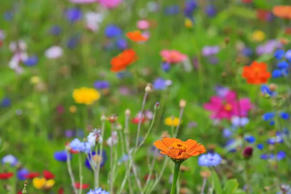 Bunte Blumenwiese Der Grundfarbe Grün Mit Verschiedenen Wildblumen — Stockfoto