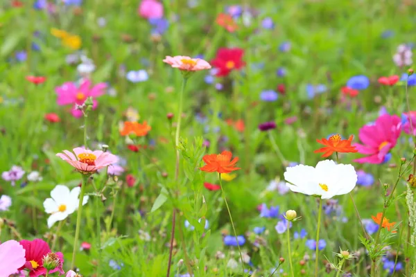 Bunte Blumenwiese Der Grundfarbe Grün Mit Verschiedenen Wildblumen — Stockfoto