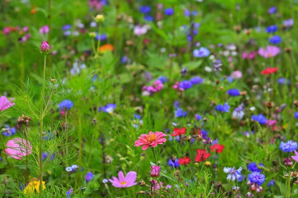 Kleurrijke Bloemenweide Primaire Kleur Groen Met Verschillende Wilde Bloemen — Stockfoto