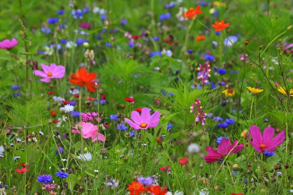 Kleurrijke Bloemenweide Primaire Kleur Groen Met Verschillende Wilde Bloemen — Stockfoto