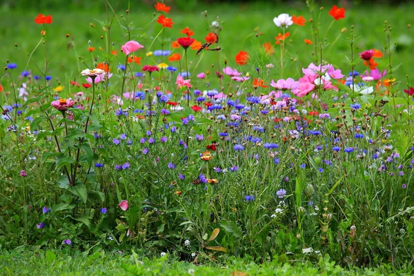 異なる野生の花と一次色の緑のカラフルな花の牧草地 — ストック写真