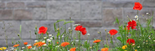 背景としてレンガの壁の前に様々な野花とカラフルな花の牧草地 — ストック写真