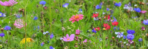 Colorful Flower Meadow Primary Color Green Different Wild Flowers — Stock Photo, Image