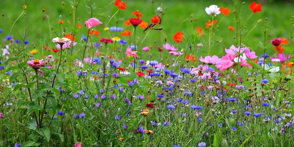 Färgglada Blomma Äng Primär Färg Grön Med Olika Vilda Blommor — Stockfoto