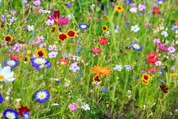 Kleurrijke Bloemenweide Primaire Kleur Groen Met Verschillende Wilde Bloemen — Stockfoto