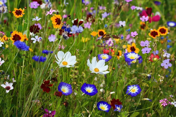 Bunte Blumenwiese Der Grundfarbe Grün Mit Verschiedenen Wildblumen — Stockfoto