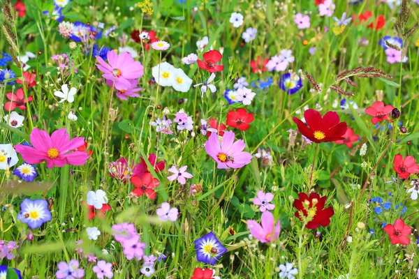 Colorido Prado Flores Color Primario Verde Con Diferentes Flores Silvestres — Foto de Stock