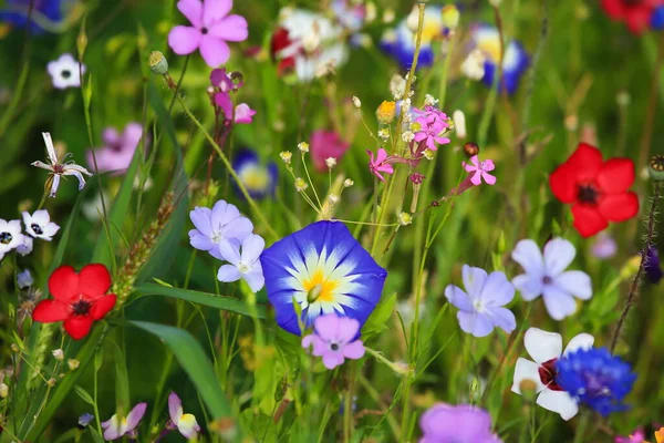 Πολύχρωμο Λιβάδι Λουλουδιών Στο Πρωτογενές Πράσινο Χρώμα Διαφορετικά Άγρια Λουλούδια — Φωτογραφία Αρχείου