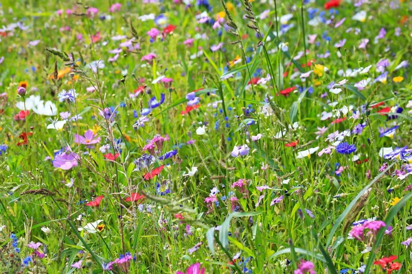 Bunte Blumenwiese Der Grundfarbe Grün Mit Verschiedenen Wildblumen — Stockfoto