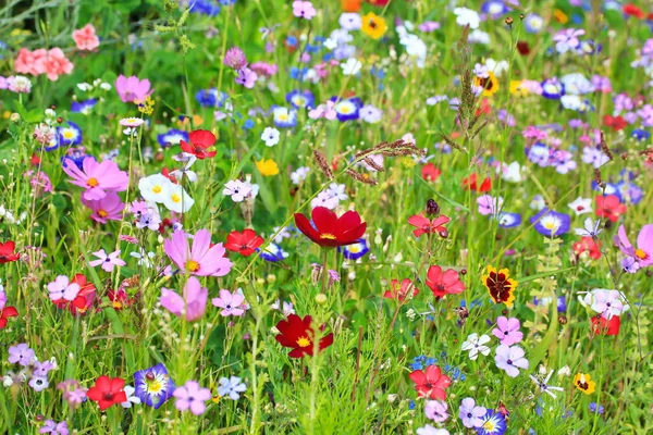 異なる野生の花と一次色の緑のカラフルな花の牧草地 ストック写真