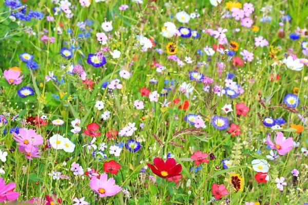 Bunte Blumenwiese Der Grundfarbe Grün Mit Verschiedenen Wildblumen — Stockfoto