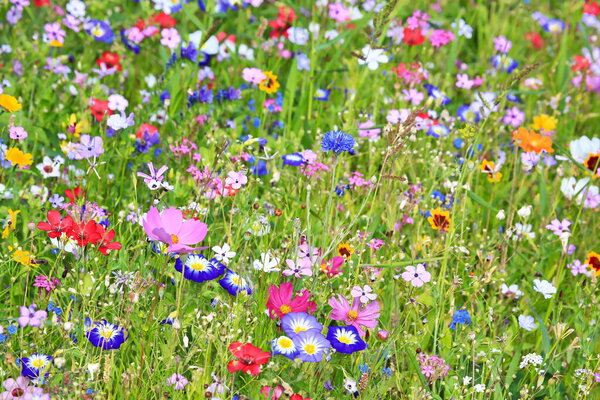 Colorful flower meadow in the primary color green with different wild flowers.