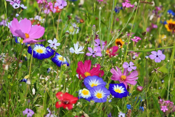 異なる野生の花と一次色の緑のカラフルな花の牧草地 — ストック写真